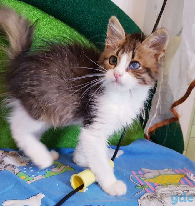 Котята бесплатно., фотография 3
