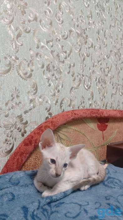 Ориентальные котята, фотография 1