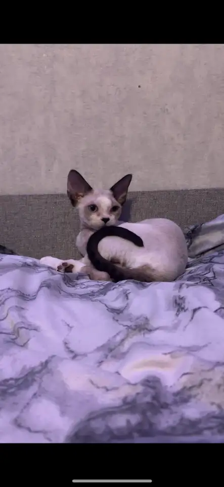 Котенок Девон Рекс, фотография 3