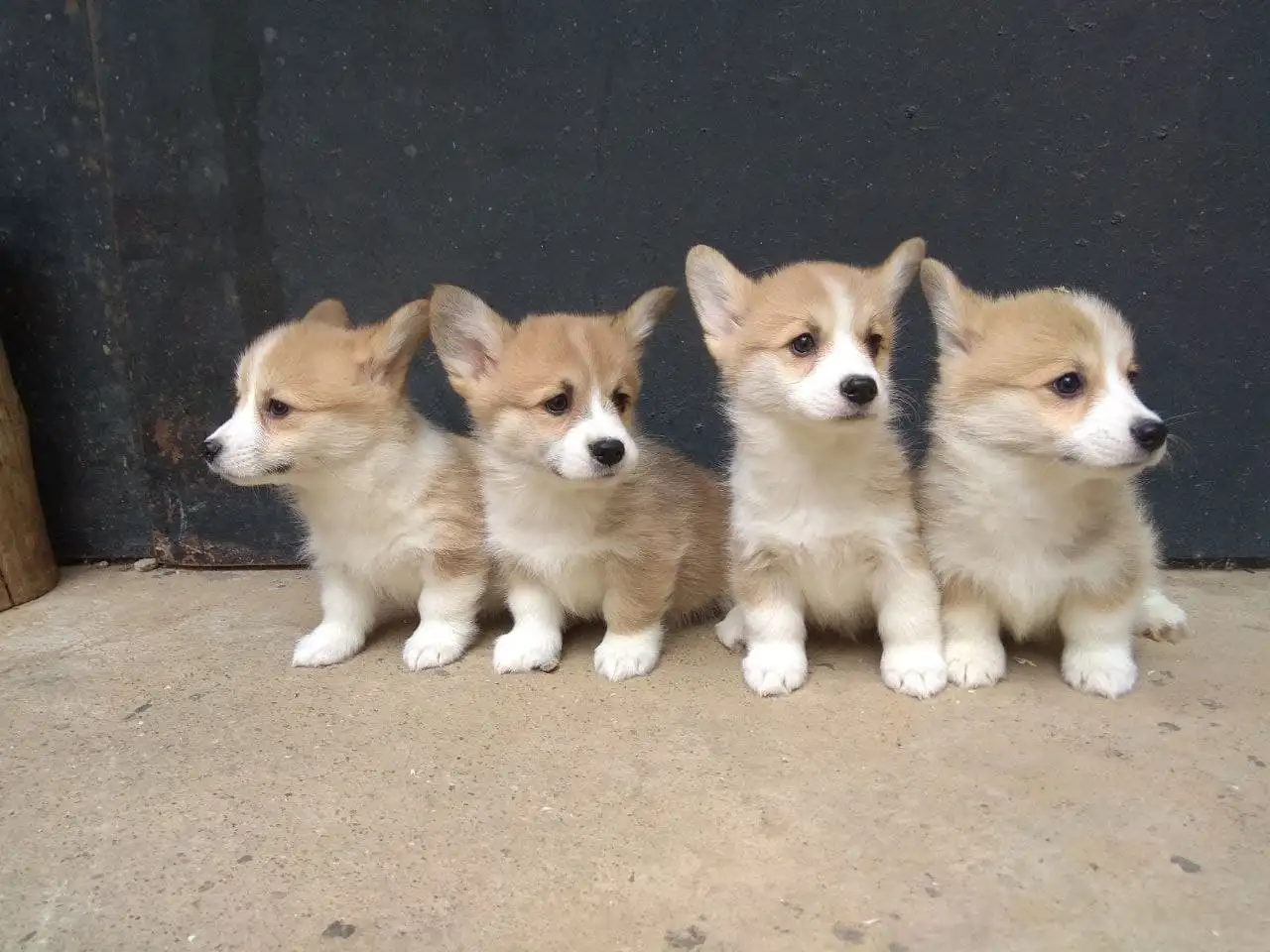 Щенки Корги Продажа, фотография 1