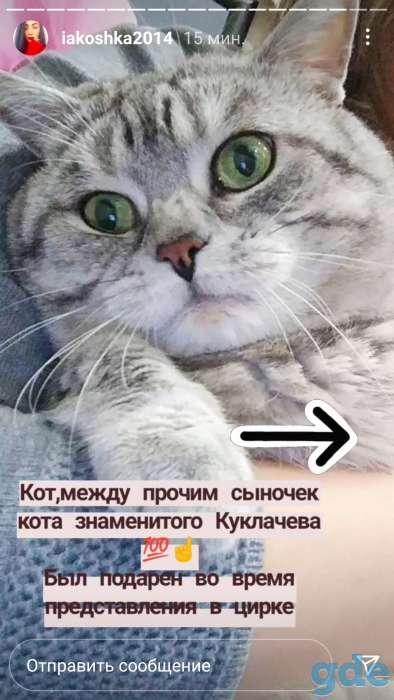 Продажа шотландских котят, фотография 8