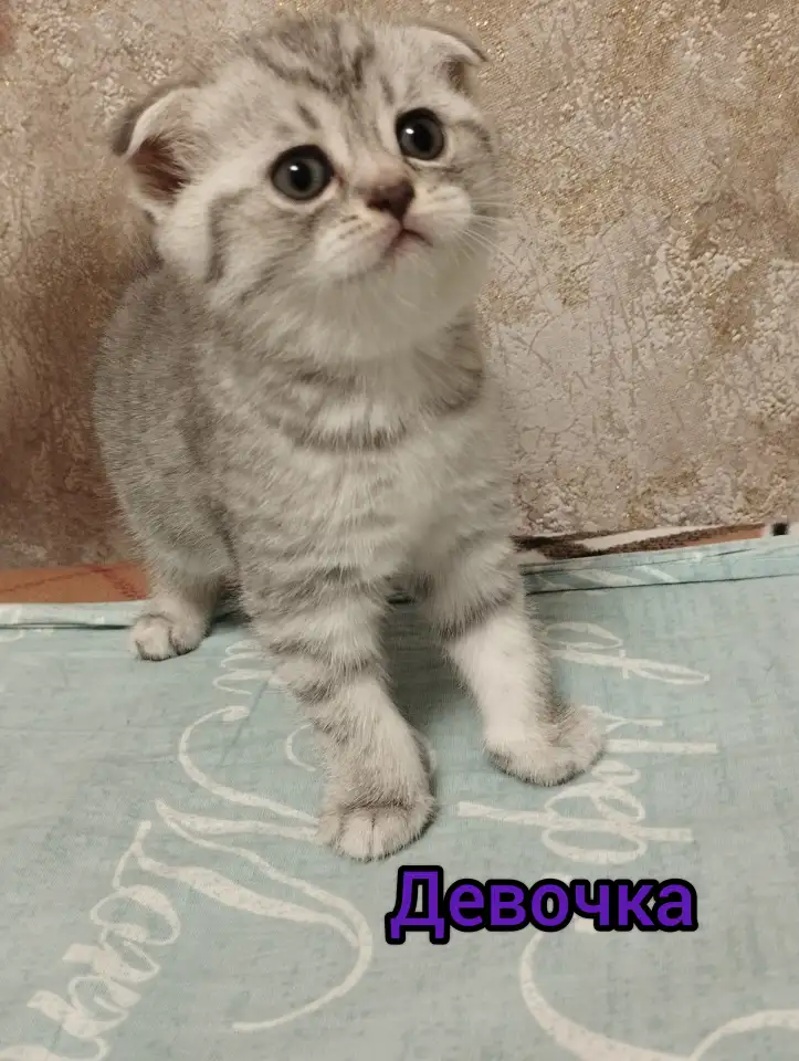 Шотландские котята, фотография 3