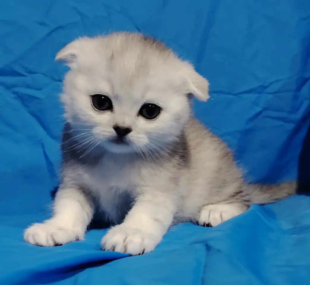 Шотландские котята. Шиншиллята., фотография 1