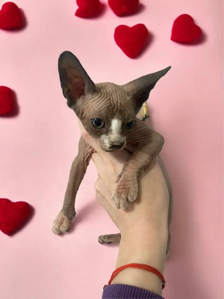 Котята канадского сфинкса, фотография 4