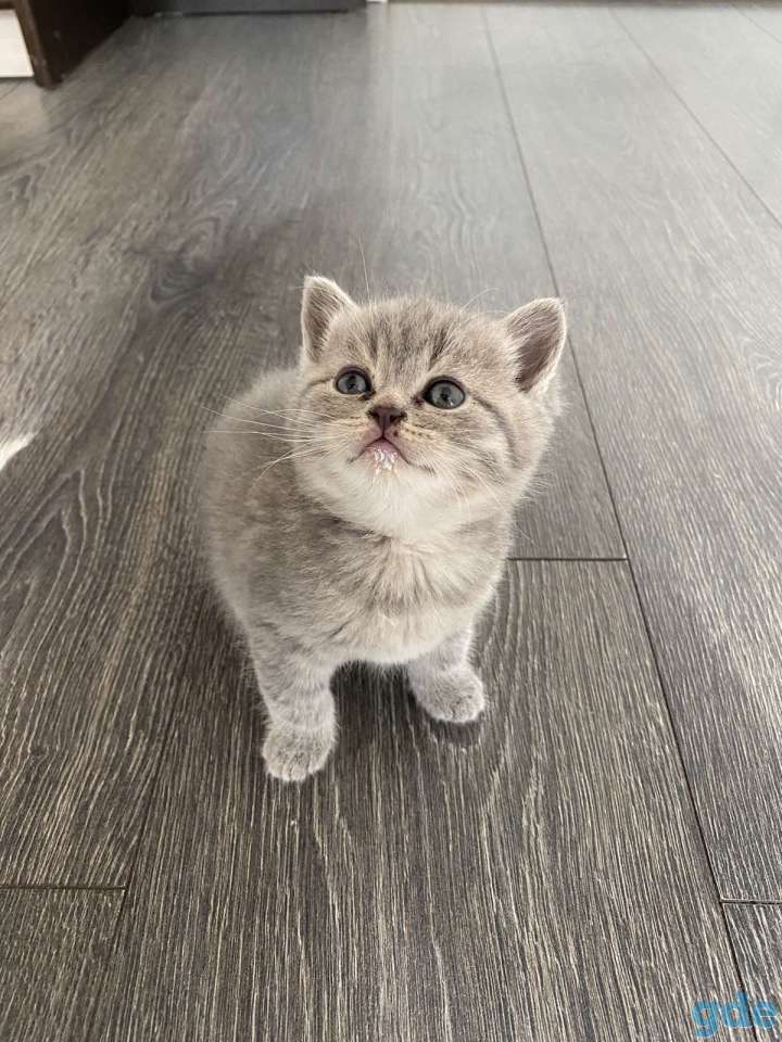 Продам прямоухого кота, фотография 2