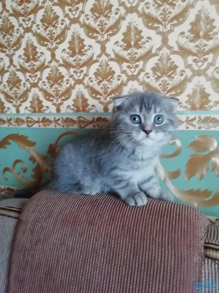 Шотландские вислоухие  котята, фотография 4