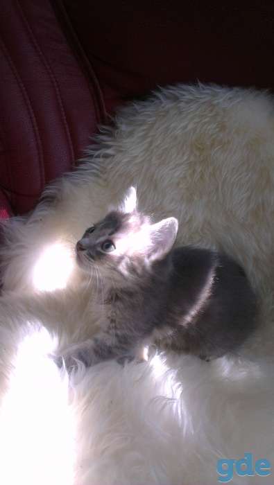 котята в хорошие руки, фотография 3