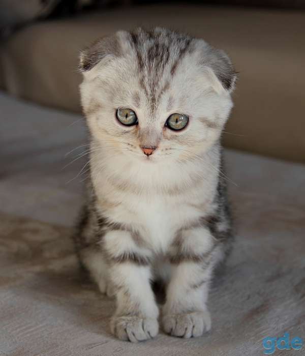 Британские короткошерстные котята, фотография 10