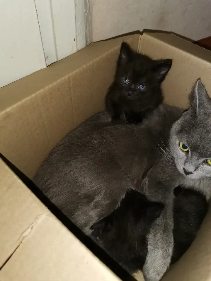 Шотландский прямоухий  котёнок - кошечка 1.5  месяцев в Молодечно, фотография 1