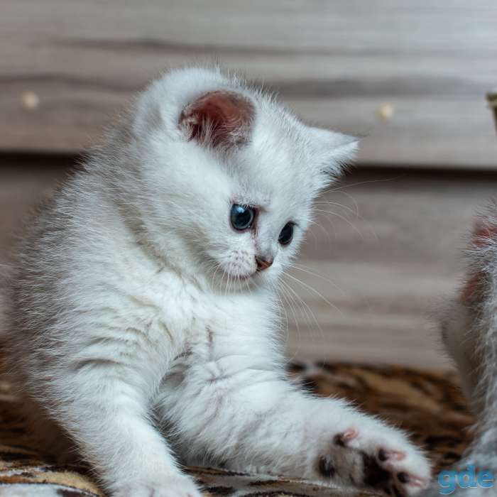 Шотландский котенок мальчик, фотография 4