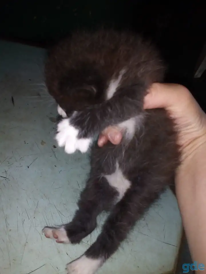 Маленькие котята ищут дом, фотография 2