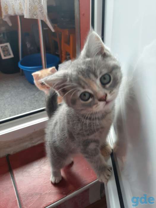 Продам котят, фотография 1