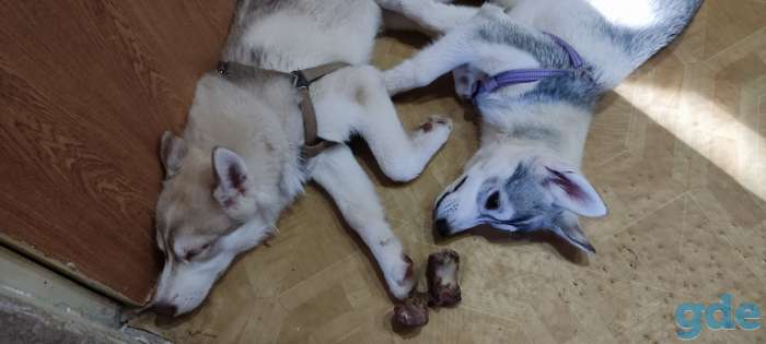 Щенки хаски, фотография 2