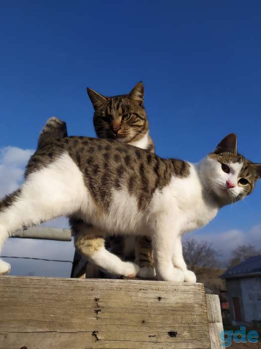 Котята в дар, фотография 2