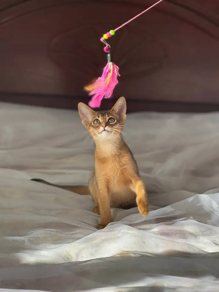 Абиссинские котята девочки в домашние любимцы, фотография 5