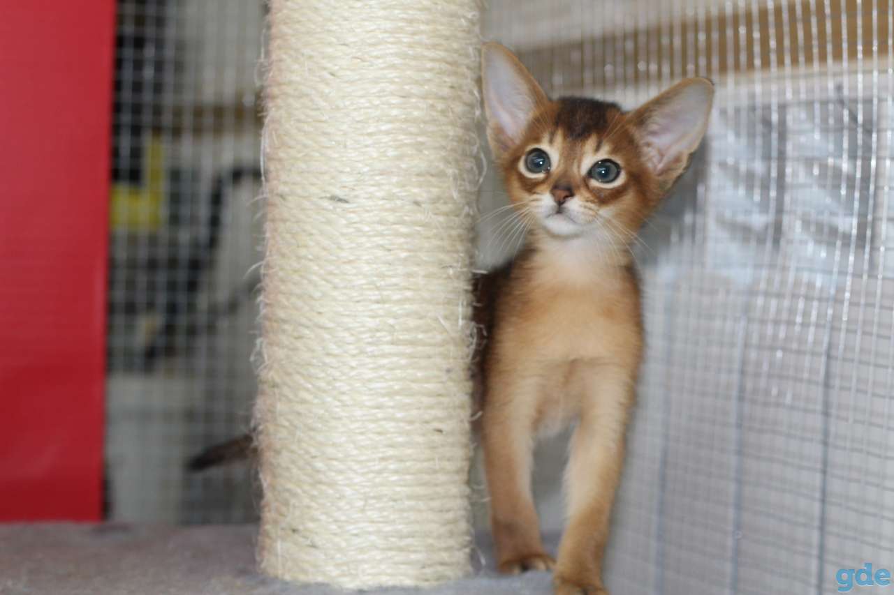 Абиссинские котята, фотография 2