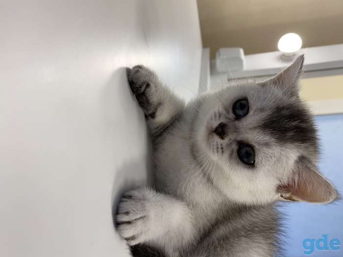 Шотландские кошечки, фотография 7