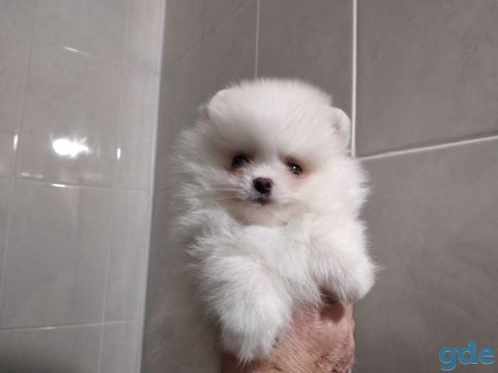 Продажа шпица, фотография 1