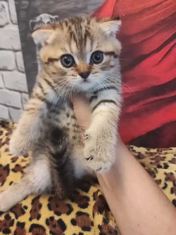 Продам котят, фотография 1
