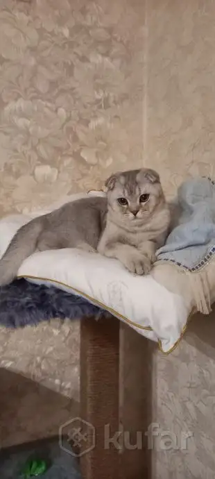 Шотландские котята, фотография 10