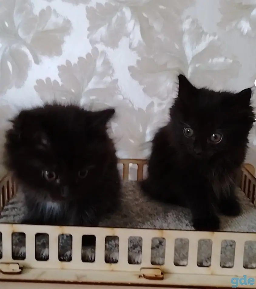 Курильский бобтейл котята, фотография 3