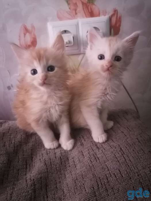 Продаются прекрасные котята Мейн кун 3 девочки и 2 мальчика, ходят в латок кушают корм для котят раял канин., фотография 6