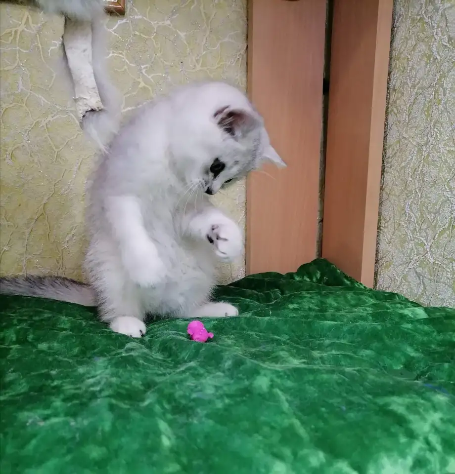 Британские серебристые котята, фотография 4