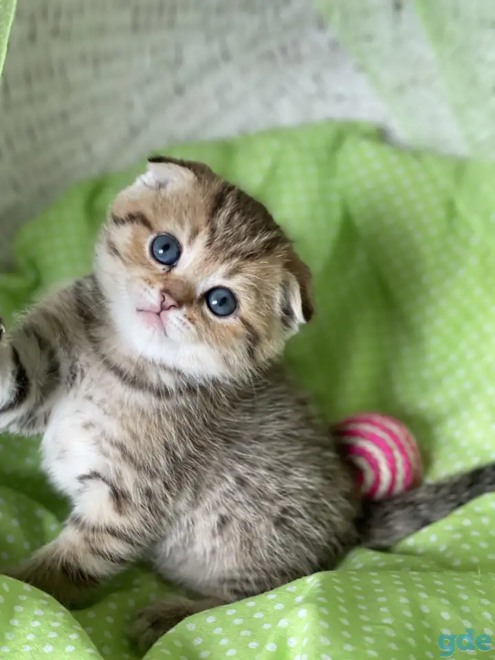 Шотландские котята ЗОЛОТАЯ ШИНШИЛЛА, фотография 7