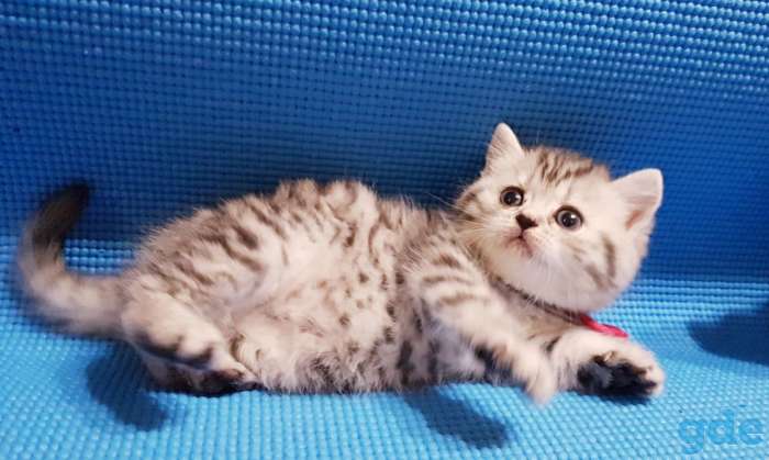 Шотландский котята, фотография 9