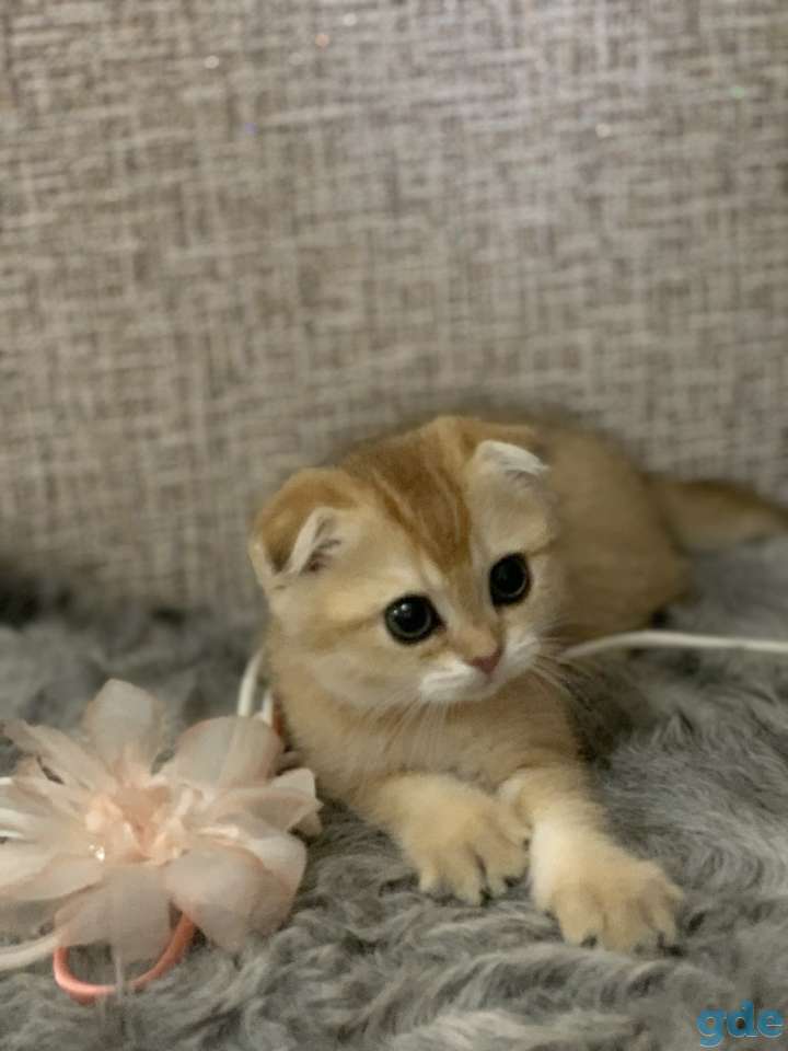 Шотландская кошечка, фотография 5