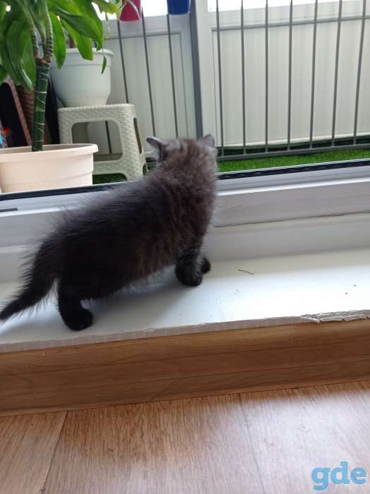 Котята британской короткошерстной, фотография 7