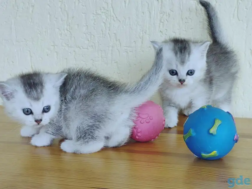 Шотландские котята, фотография 3