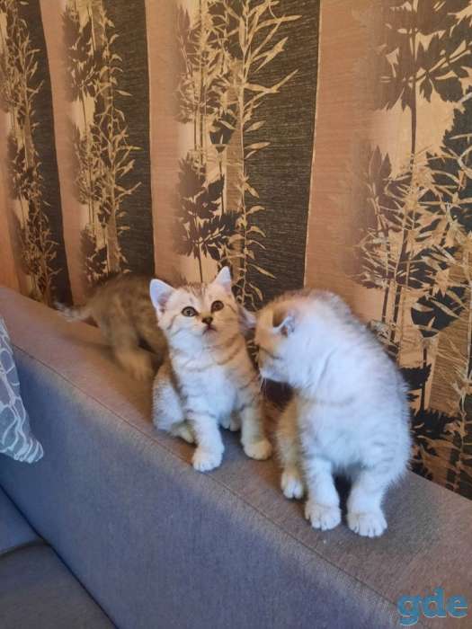 Шотландские котята, фотография 5