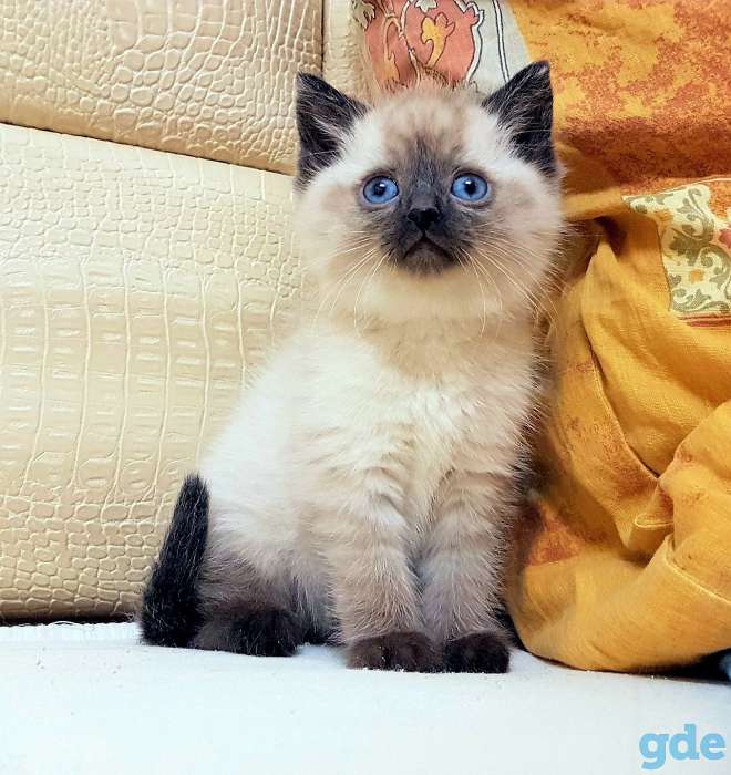Сиамские котята, фотография 4