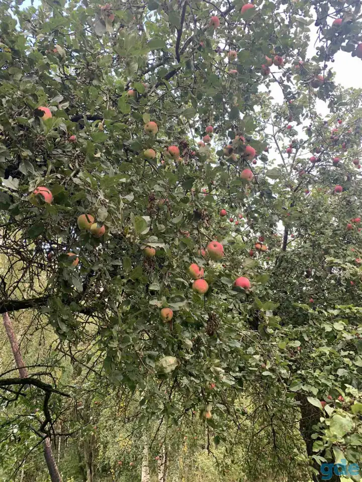 Продам Дом, д.Красное, Шкловский район, фотография 18
