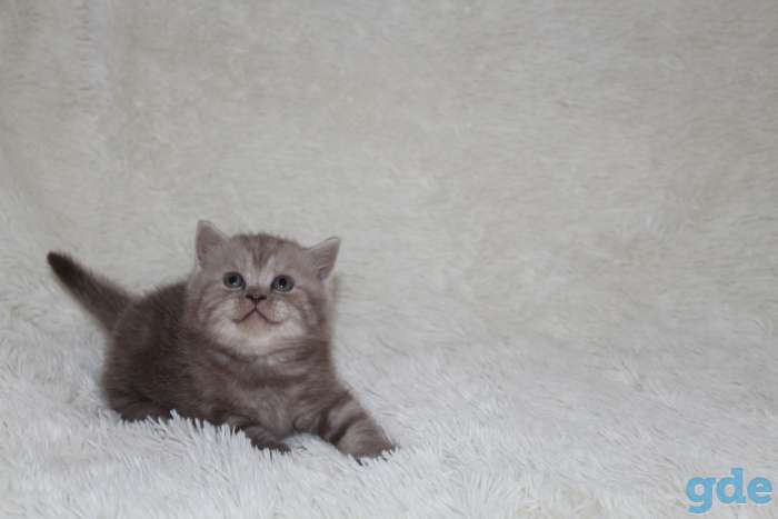 продам котят, фотография 2