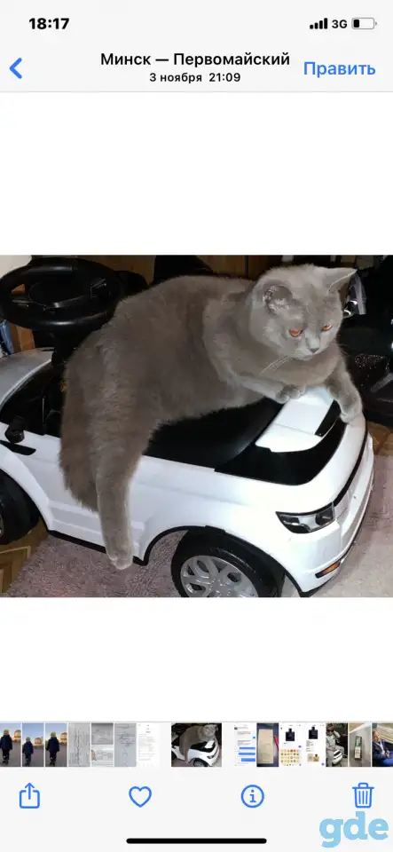 Британские котята., фотография 11