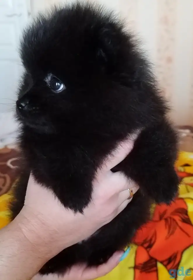 Померанский шпиц , фотография 2