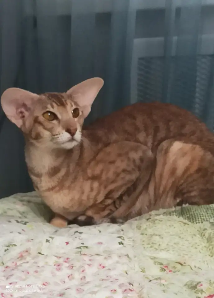 Ориентальные коты, фотография 2