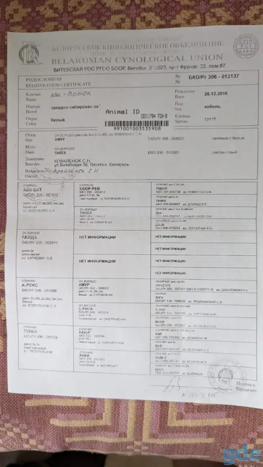 Продам щенков ЗСЛ, фотография 4