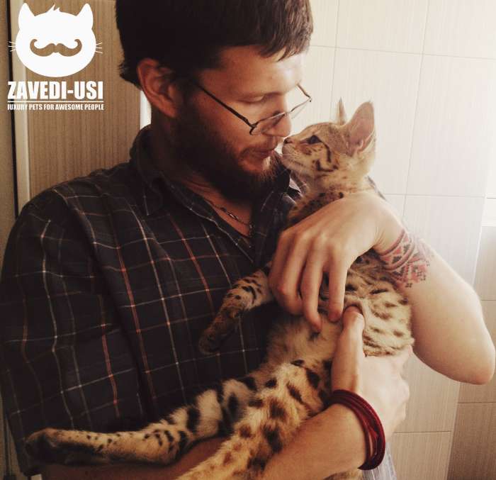 Коты Саванна Ф1 у вас дома!, фотография 7