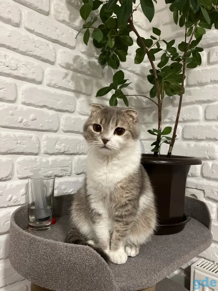 Шотландские котята, фотография 9