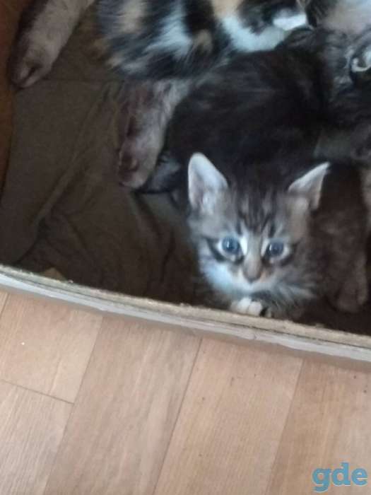 Котята в добрые руки., фотография 2