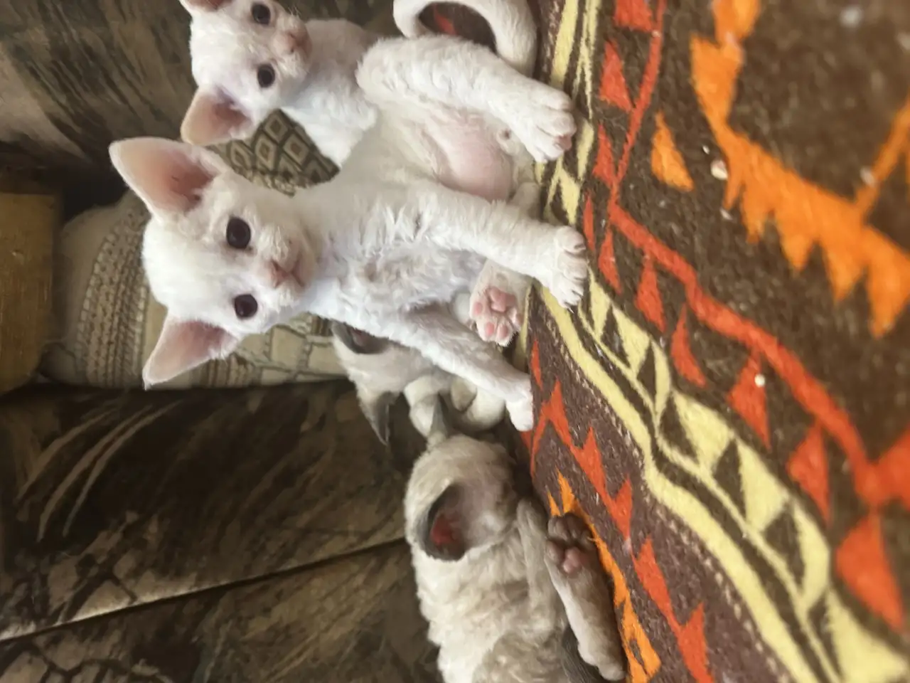 Котята Девон рекс, фотография 2