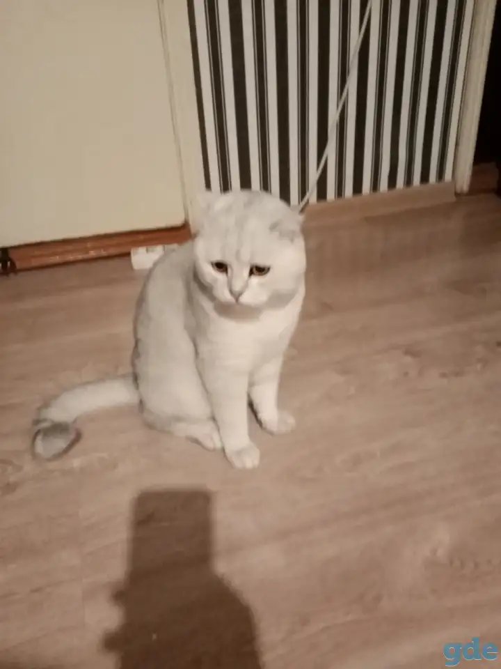 Котята шотландские вислоухие, фотография 11