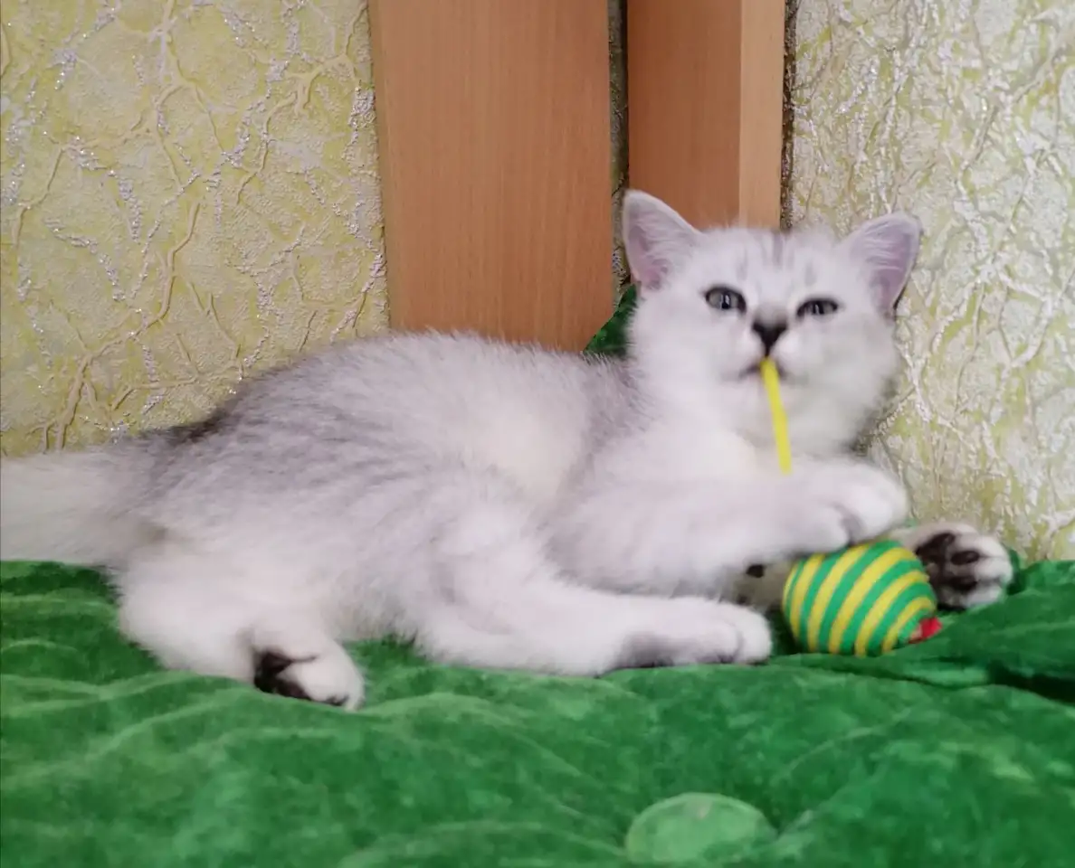 Британские котята, фотография 2