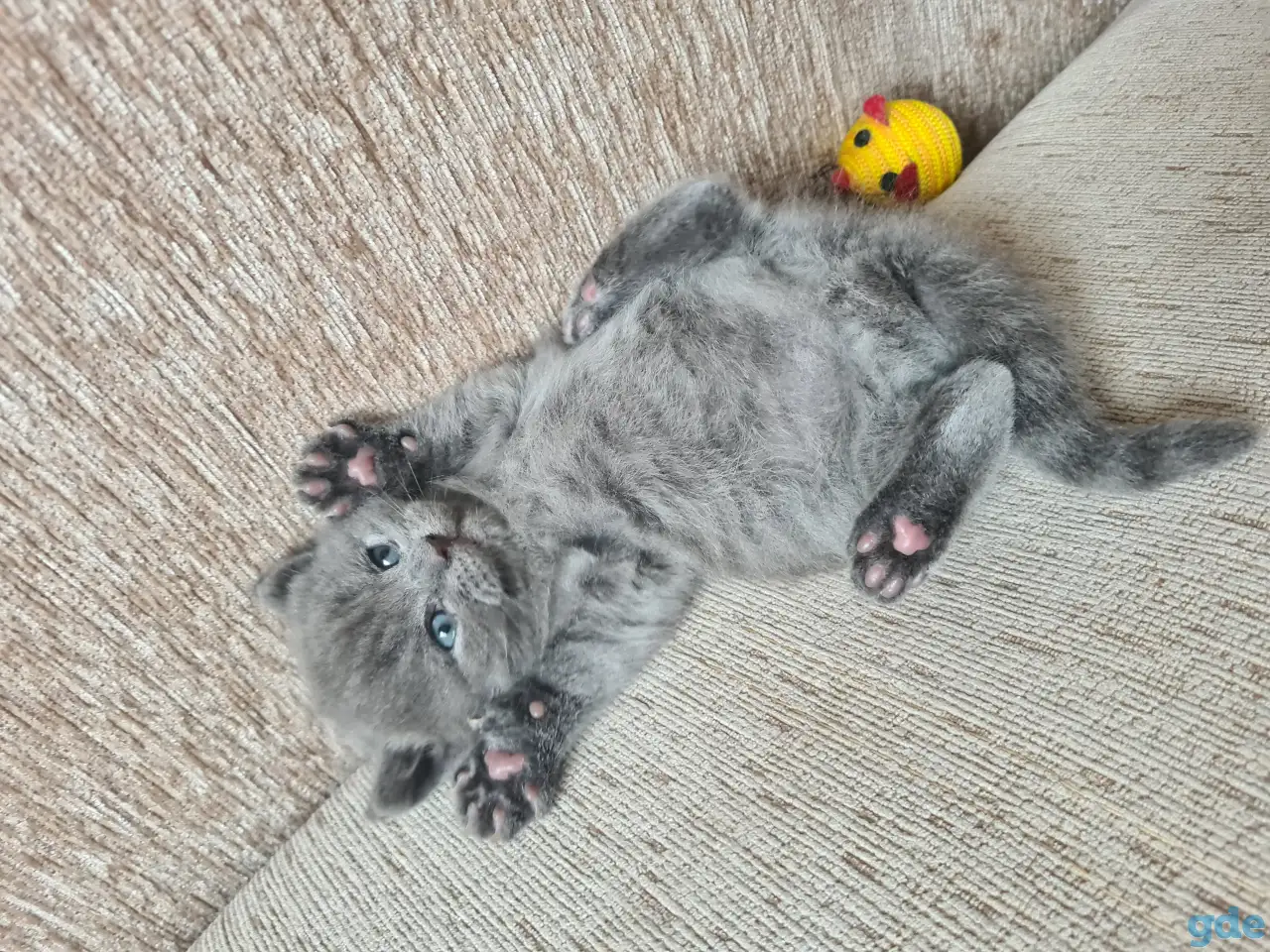 Британские короткошерстные котята, фотография 1