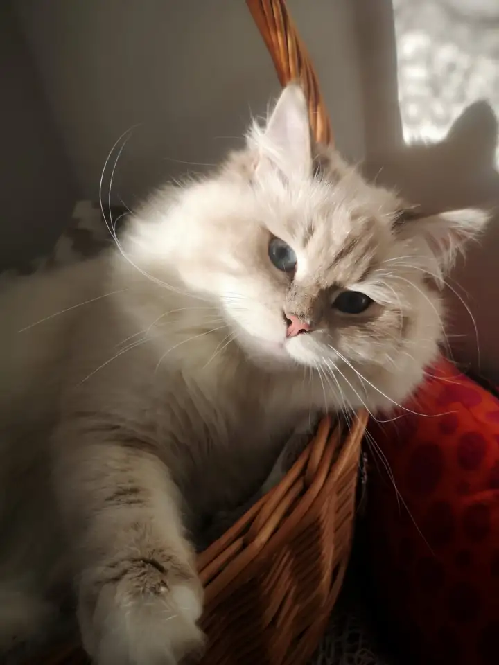 Нужен кот для вязки Невской Маскарадной, фотография 5