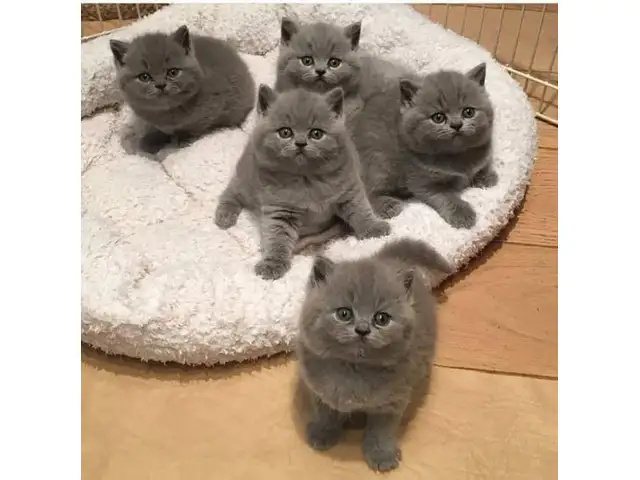 WhatsApp, фотография 1