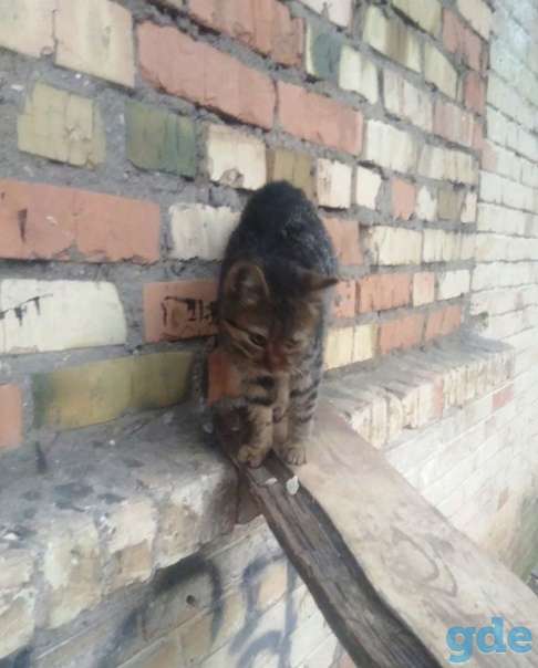 Котята ищут дом или передержку, фотография 1